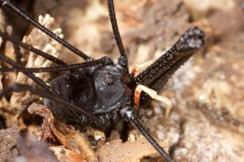 Media type: image;   Invertebrate Zoology 29276